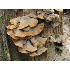 Мицелий Гименохеты красно-бурой / Гименохета дубовая (Hymenochaete rubiginosa)
